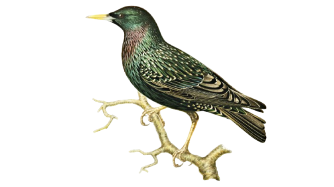 dr Taborosi, Consulting & Advisory, 2025.